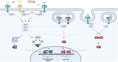 Sex-related immunity: could Toll-like receptors be the answer in acute inflammatory response?